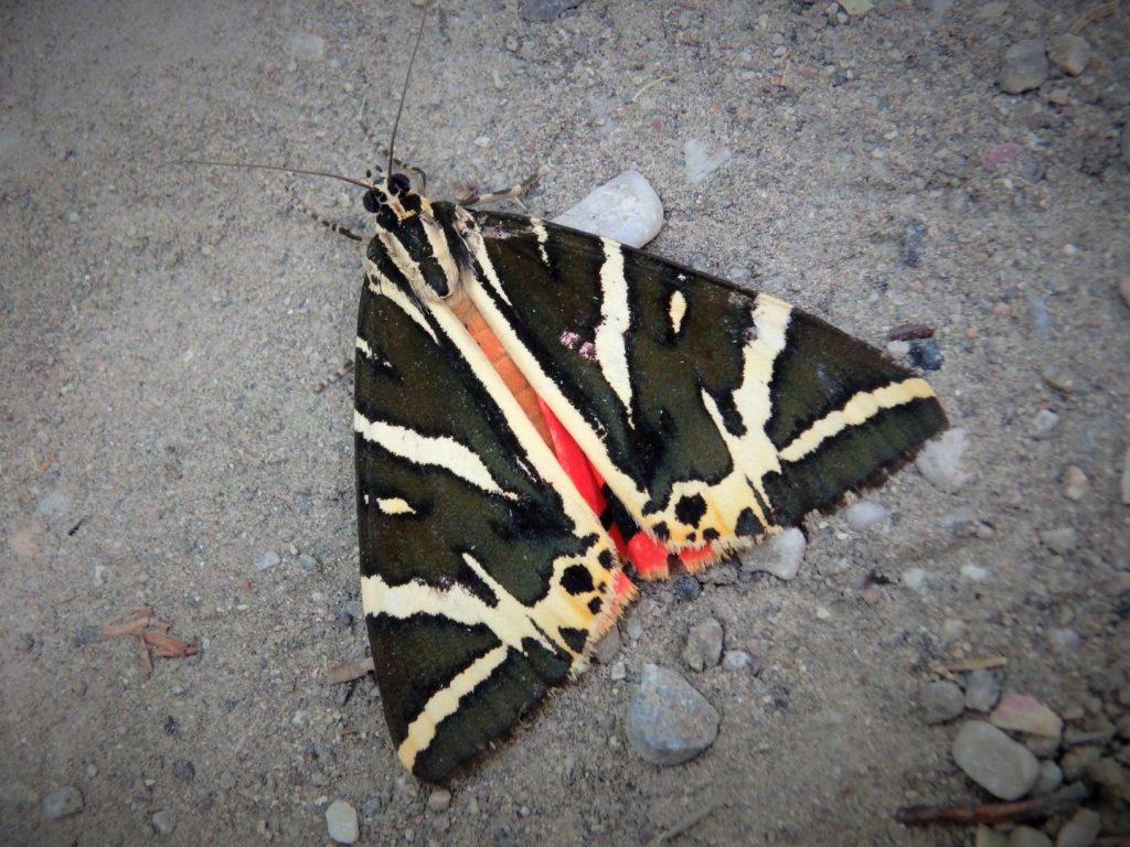 Vallée des Papillons Rhodes