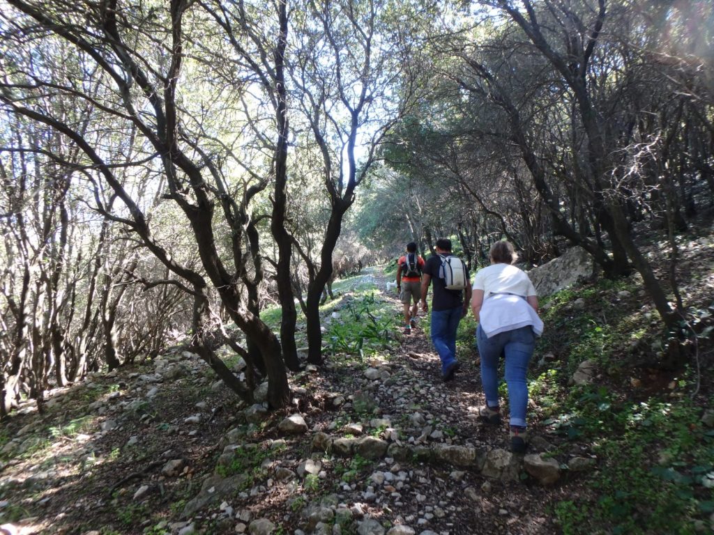 Randonnée dans les forêts du Mont Profitis Ilias à Rhodes